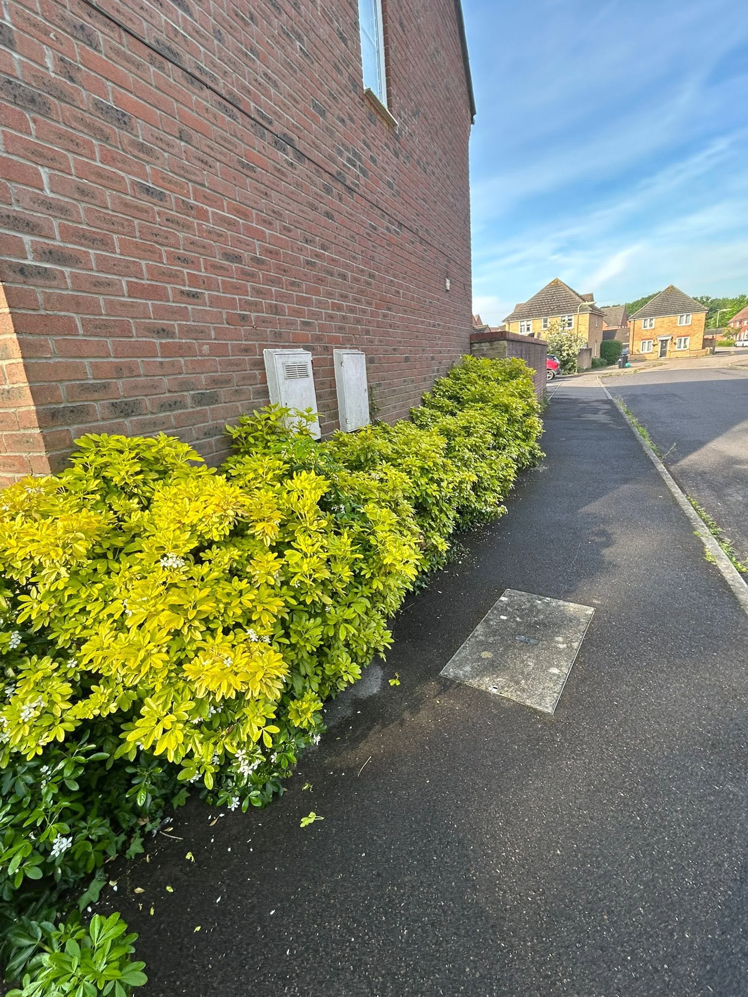 Garden before clearance, overgrown